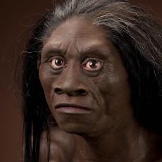 Image of homo floresiensis